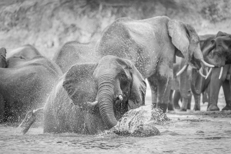 042 Botswana, Chobe NP, olifanten.jpg